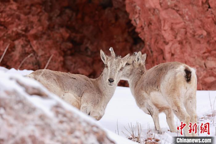 圖為在雪中悠然自得的巖羊?！“兹斩〔冀?攝