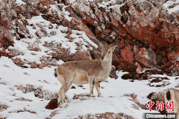 圖為在雪中悠然自得的巖羊?！“兹斩〔冀?攝
