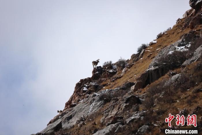 圖為在山崖上站立的巖羊?！“兹斩〔冀?攝