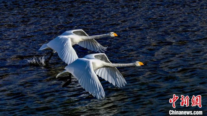 圖為兩只大天鵝?！?yán)桉 攝