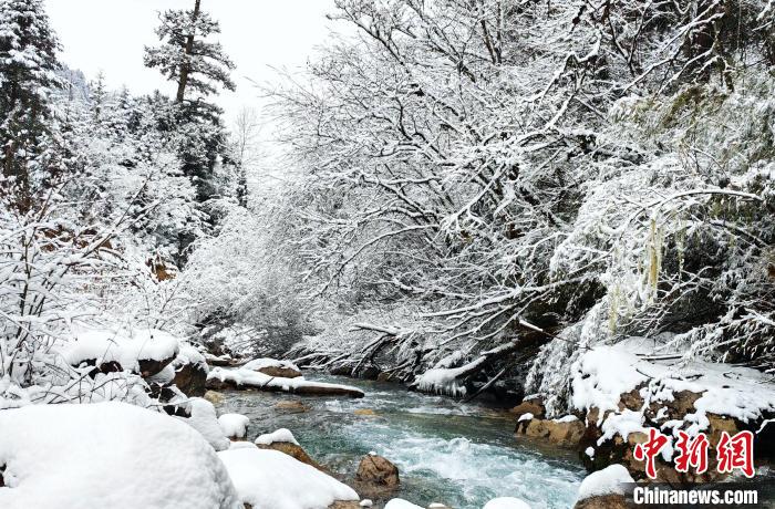 大熊貓國家公園王朗片區(qū)春雪如畫，宛若仙境?！×_春平 攝