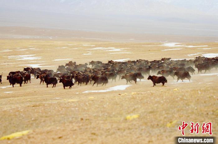 圖為青海省治多縣索加鄉(xiāng)的牛群。(資料圖) 治多縣委宣傳部 供圖