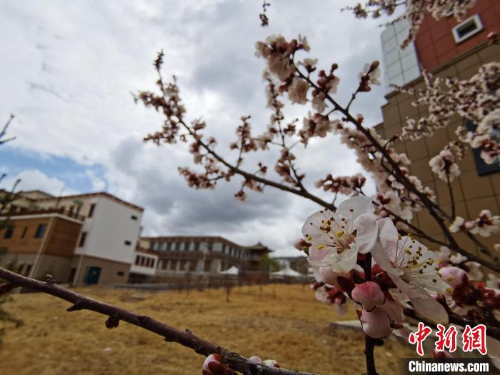 青海：初春遇降雪，百里不同“風(fēng)”