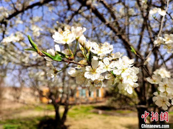 圖為梨花?！?zhí)砀?攝
