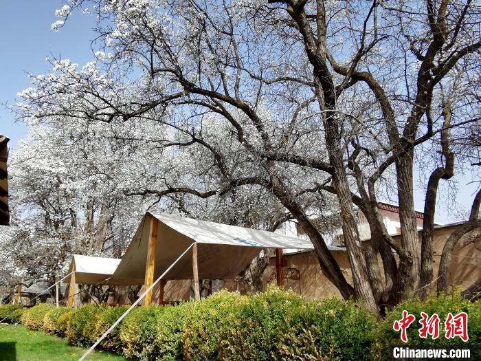 圖為尖扎噶達(dá)莊園內(nèi)的梨花?！?zhí)砀?攝