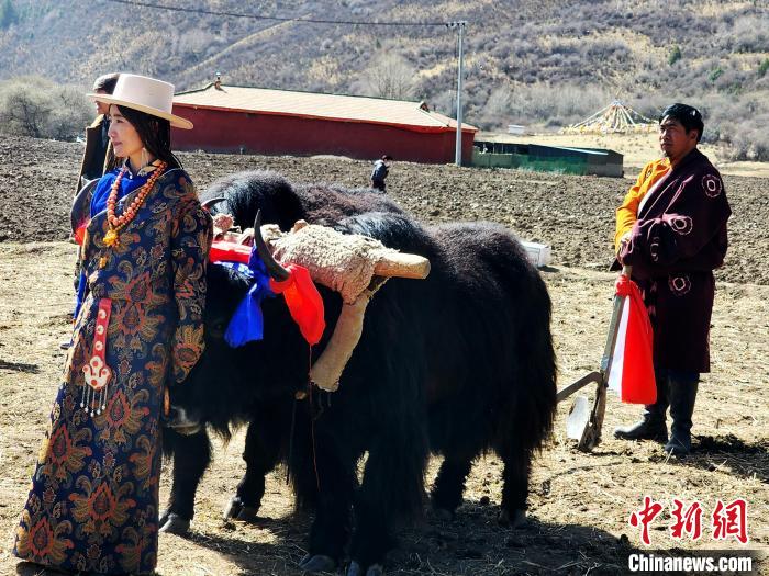 圖為藏族民眾牽著耕牛參加春耕儀式?！⊥觖惿?供圖