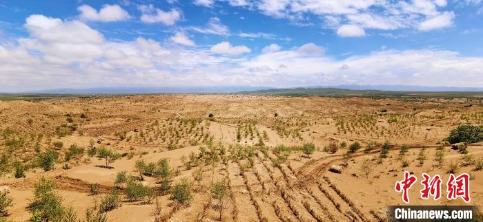 資料圖為貴南縣黃沙頭的防沙治沙草方格?！∑钤鲚?攝