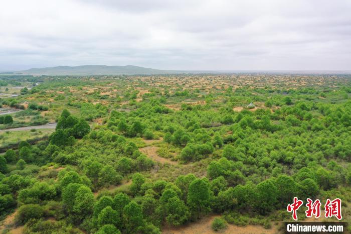 資料圖為航拍黃沙頭防沙治沙區(qū)植被。　祁增蓓 攝