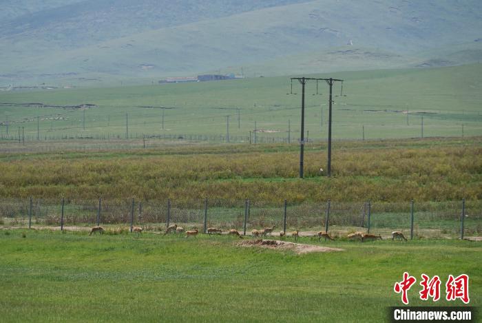 圖為成群普氏原羚在草場(chǎng)上愜意覓食，悠閑自在?！●R銘言 攝