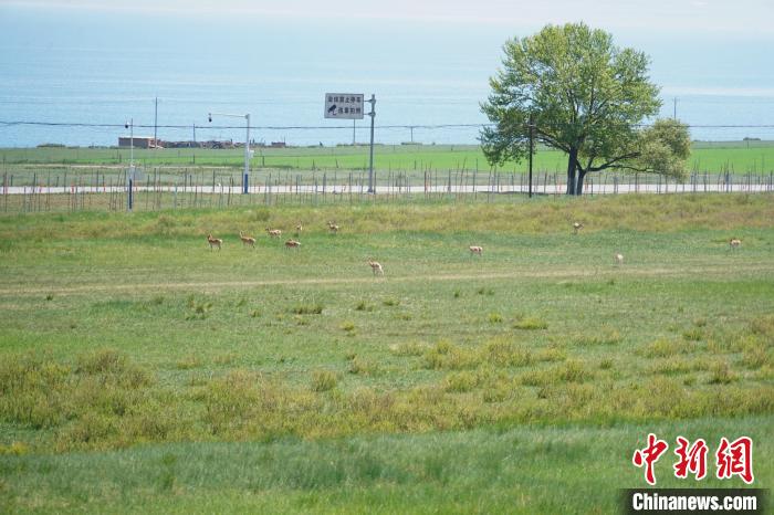 圖為成群普氏原羚在草場上愜意覓食，悠閑自在?！●R銘言 攝