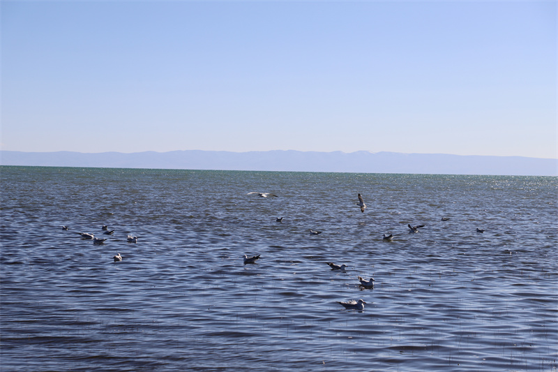 青海湖北岸仙女灣。才旦桑吾攝