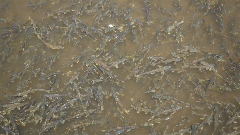 青海湖裸鯉。