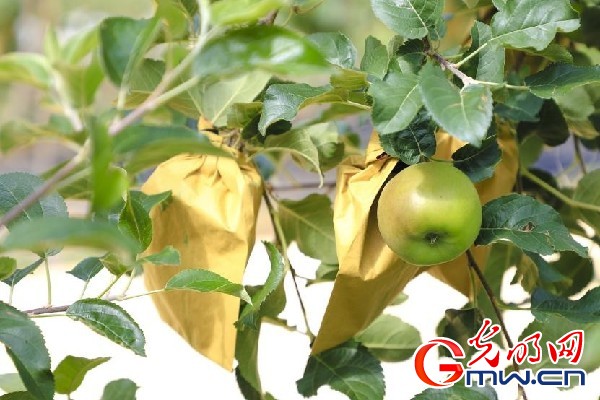 我們的家園｜小蘋果帶動(dòng)大產(chǎn)業(yè)，帶你看看這座阿壩州小村的鄉(xiāng)村振興新模式