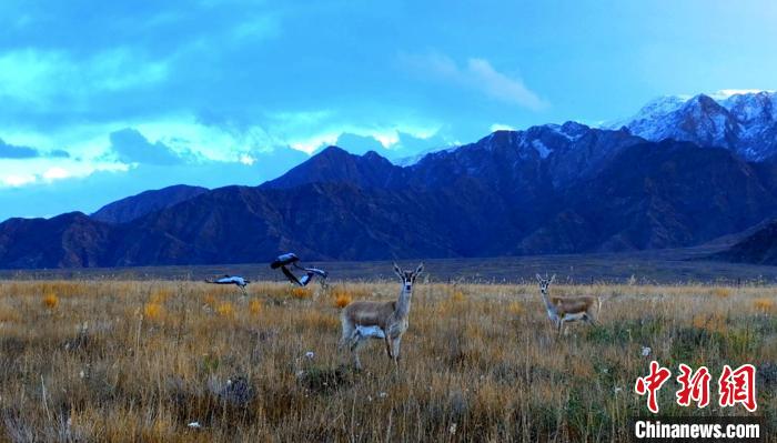 黑頸鶴、鵝喉羚多種野生動(dòng)物“同框”現(xiàn)身青海都蘭湖國(guó)家濕地公園