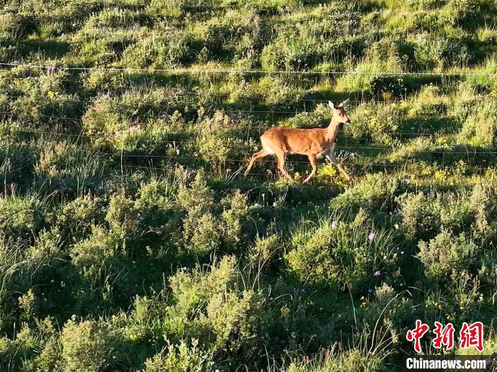 青海剛察野生動物頻現(xiàn)“組團(tuán)”“單飛”愜意無限