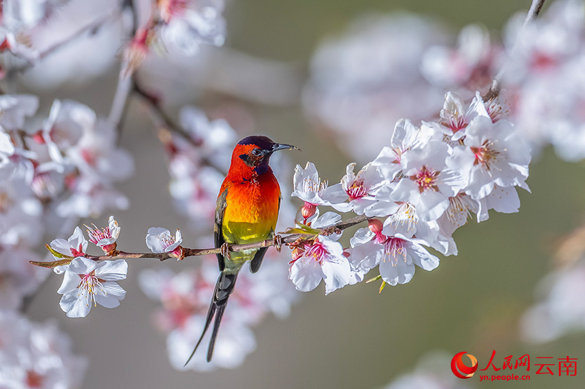 藍(lán)喉太陽(yáng)鳥(niǎo)。楊濤攝
