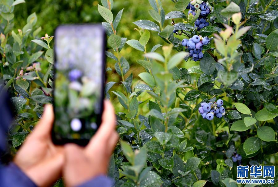 (走向我們的小康生活)(3)西藏林芝:“家門(mén)口”種藍(lán)莓增收