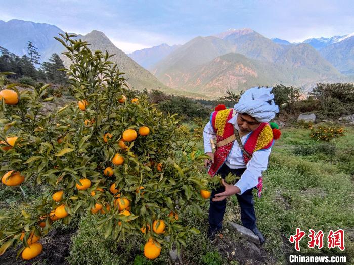 林芝下察隅鎮(zhèn)京都村101畝耙耙柑豐收?！〗w波 攝
