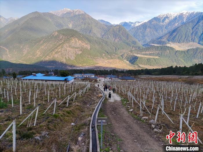 西藏林芝下察隅鎮(zhèn)的獼猴桃種植園?！〗w波 攝