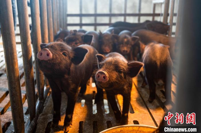 西藏林芝藏豬產(chǎn)業(yè)走上標(biāo)準(zhǔn)化、產(chǎn)業(yè)化之路