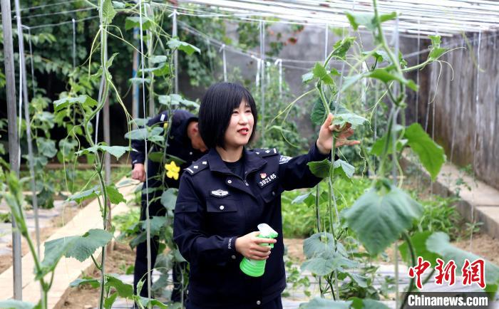 圖為李冬雪在溫室大棚里勞作。　西藏出入境邊防檢查總站供圖