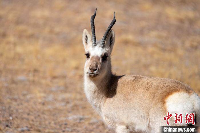 圖為西藏藏原羚，藏原羚是青藏高原特有種，也被稱為西藏黃羊?！〗w波 攝