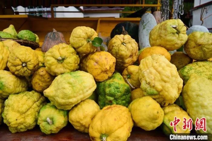 墨脫大檸檬，學(xué)名香櫞，和檸檬均為蕓香科植物。(<a target='_blank' href='/'><p  align=