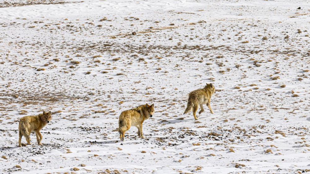 狼。金阿次仁攝
