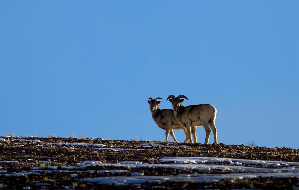 盤羊。金阿次仁攝