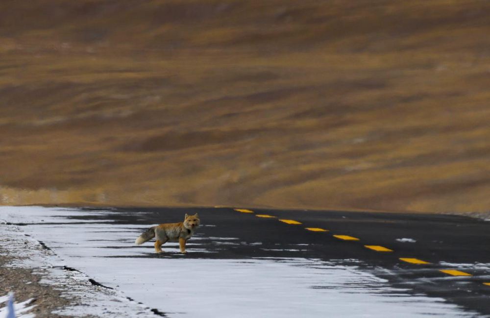 藏狐。金阿次仁攝