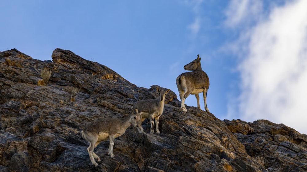 巖羊。金阿次仁攝