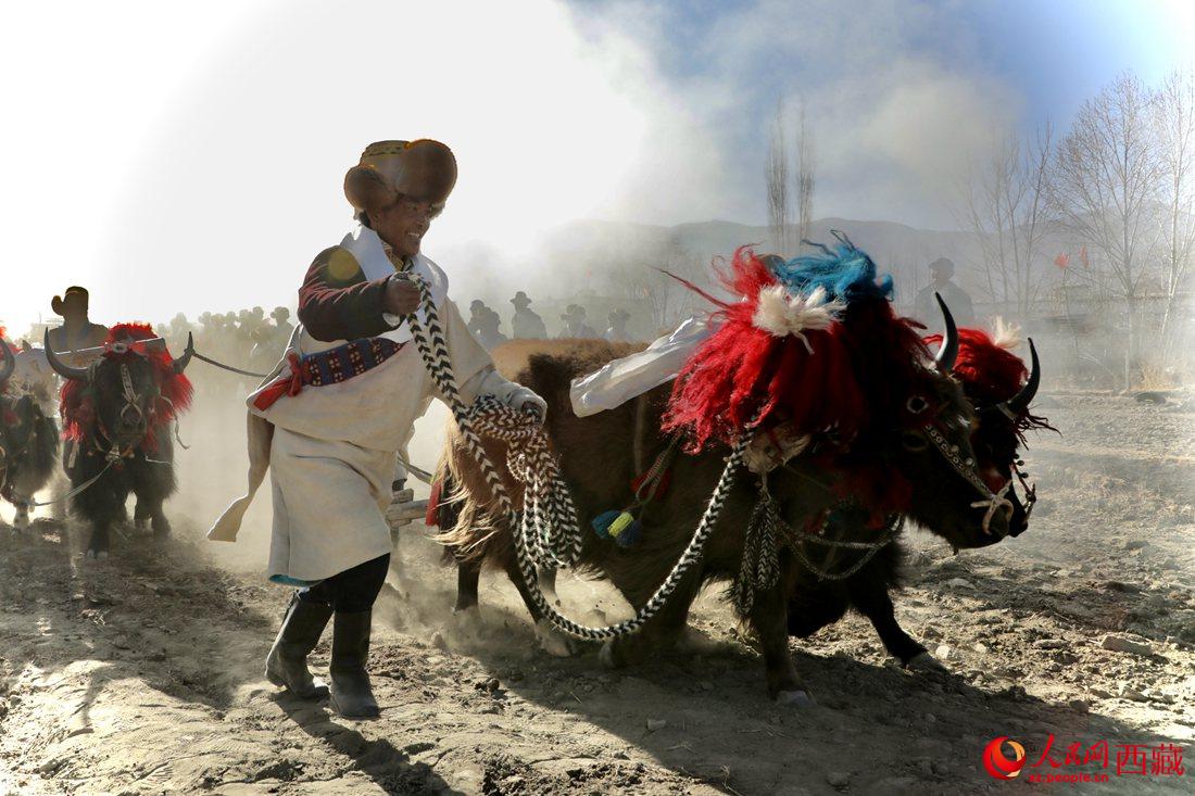 山南市扎囊縣扎其鄉(xiāng)孟卡榮村迎來春耕第一犁。人民網(wǎng) 次仁羅布攝