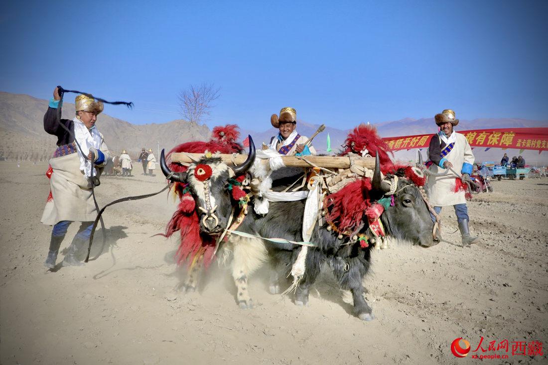 在過去漫長的歲月里，牦牛是農(nóng)耕的主力，“二牛抬杠”代表了一個時代。人民網(wǎng) 次仁羅布攝