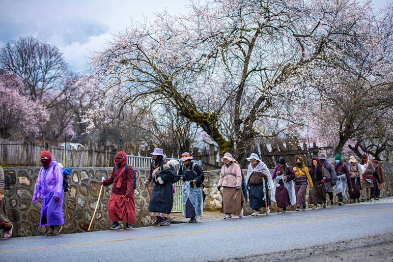 下雨了，漫步在桃花下的村民。張靜攝