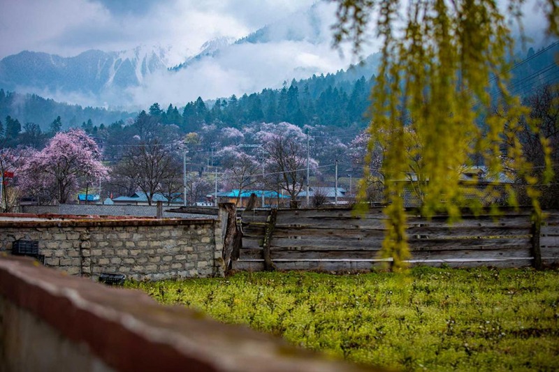 桃花深處的村莊。張靜攝