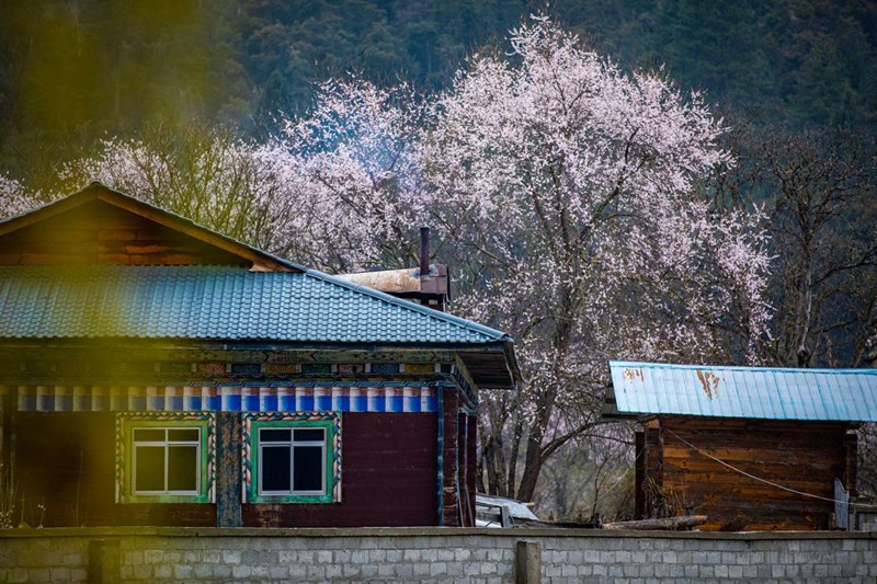 桃花掩映下的村莊。張靜攝