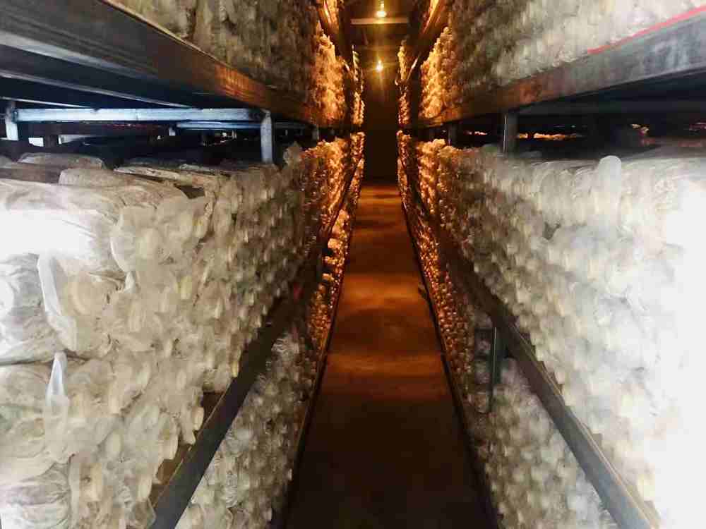 菌棒培育。索扎攝