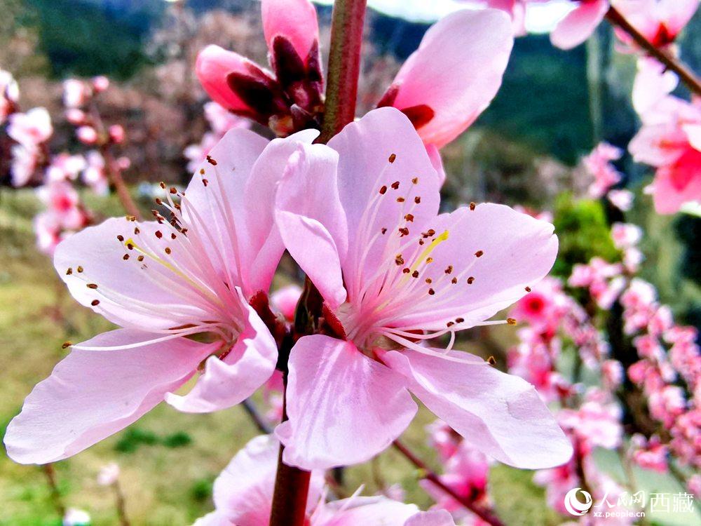 林芝桃花開。人民網(wǎng) 李海霞攝