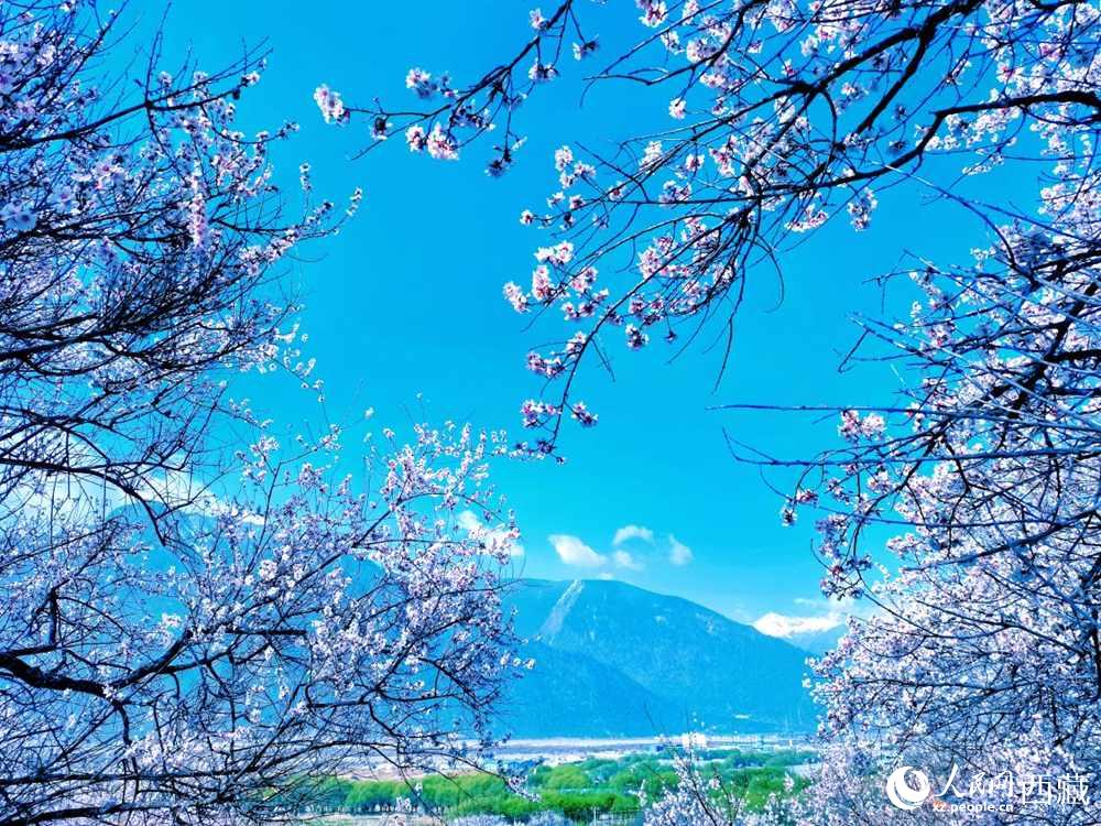 桃花在藍(lán)天白云的映襯下分外好看。人民網(wǎng) 李海霞攝