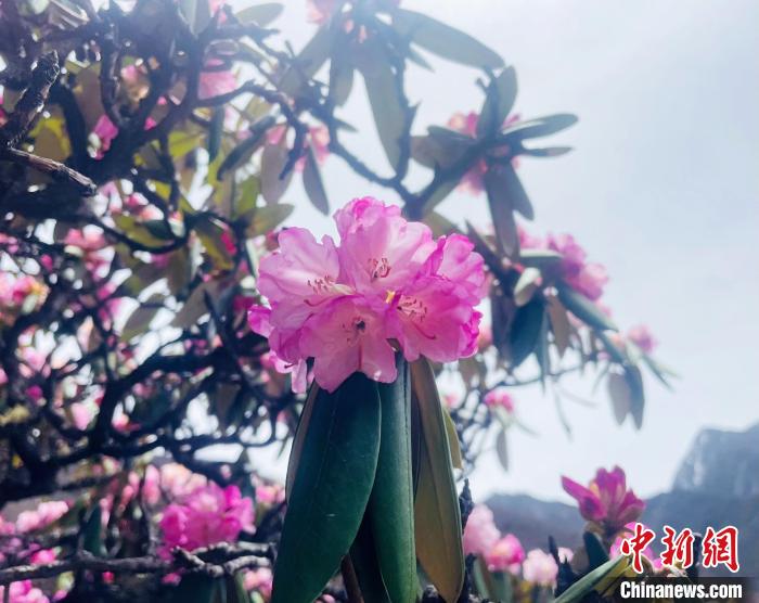 近日，西藏自治區(qū)山南市加查縣索囊溝的杜鵑花競(jìng)相綻放?！∪轿木?攝