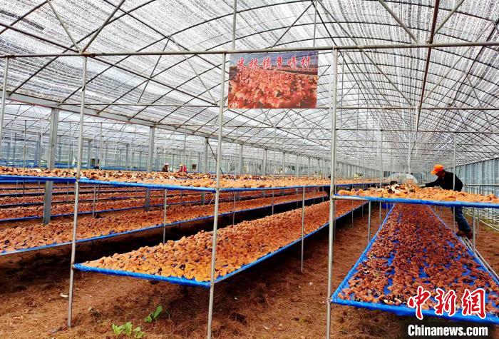 圖為紅太陽科技示范家庭農(nóng)場(chǎng)采收的靈芝?！∑酱胪喙﹫D