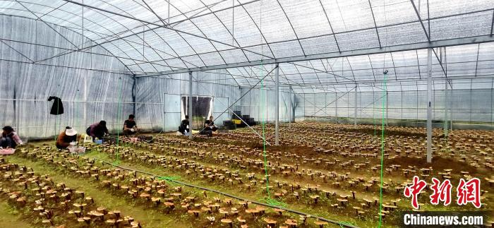 圖為紅太陽科技示范家庭農(nóng)場(chǎng)組織民眾采收靈芝?！∑酱胪喙﹫D