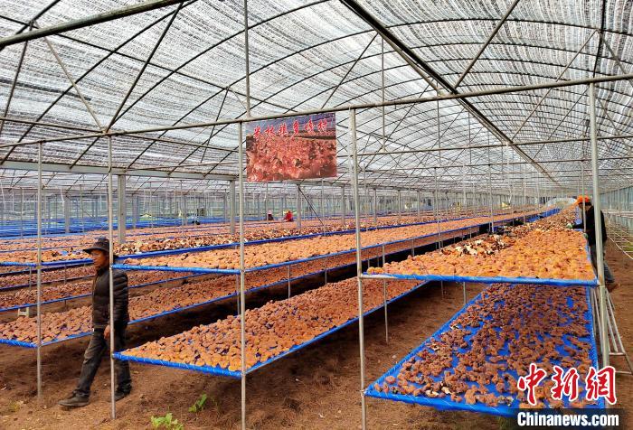 圖為紅太陽科技示范家庭農(nóng)場(chǎng)采收的靈芝。　平措旺青供圖