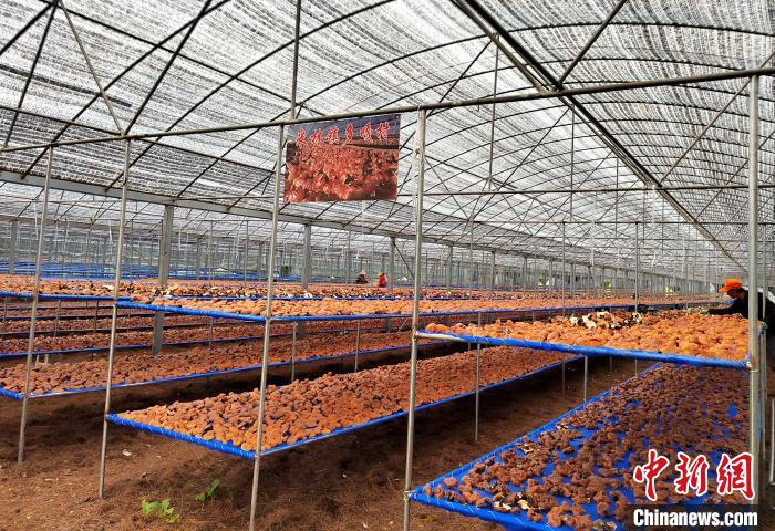 圖為紅太陽科技示范家庭農(nóng)場(chǎng)采收的靈芝?！∑酱胪喙﹫D