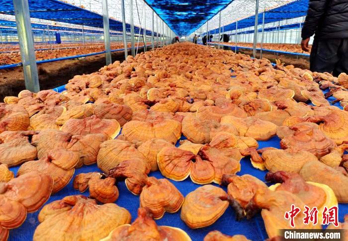 圖為紅太陽科技示范家庭農(nóng)場(chǎng)采收的靈芝。　平措旺青供圖