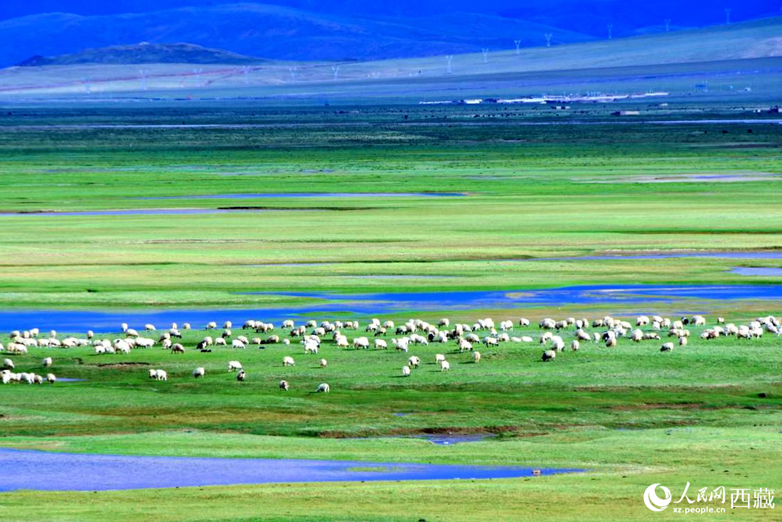 水草豐美的草原，牛羊悠閑覓食。人民網(wǎng) 李海霞攝