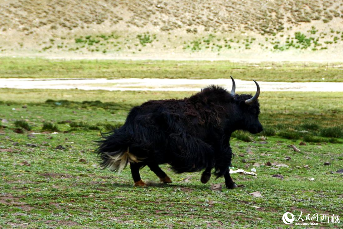 牦牛在草原撒歡兒。人民網(wǎng) 李海霞攝