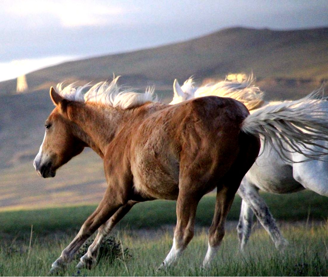 草原上奔騰的馬兒。普布桑杰攝
