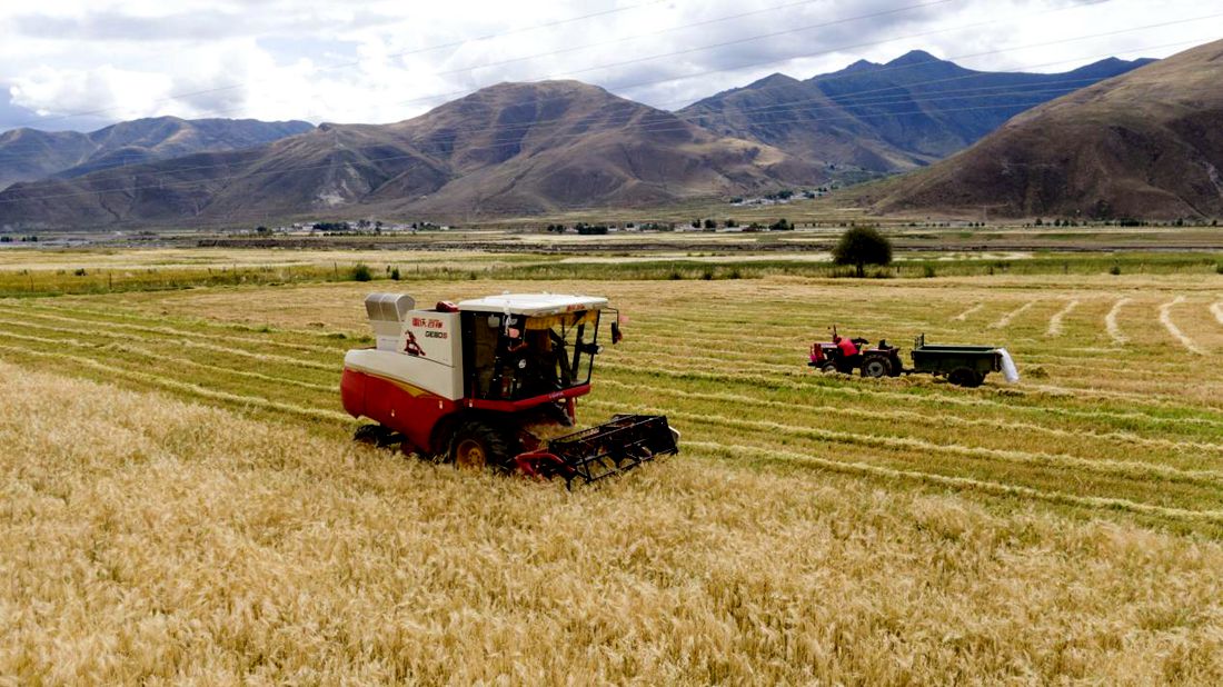 抗疫情、保秋收。洛克攝