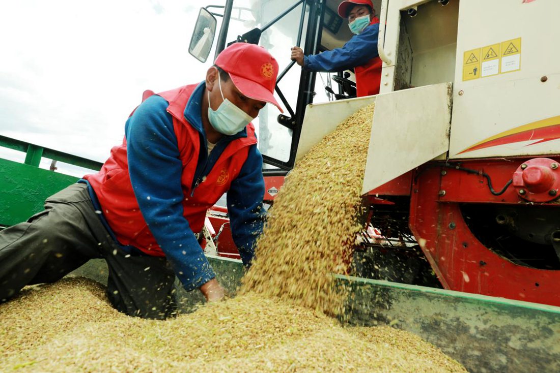 疫情之下，志愿者是田間最美的風(fēng)景。洛克攝